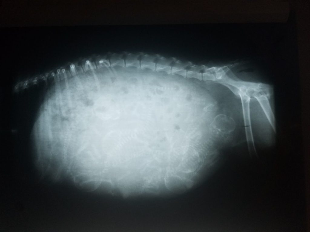 Radiograph of German Shepherd Puppies