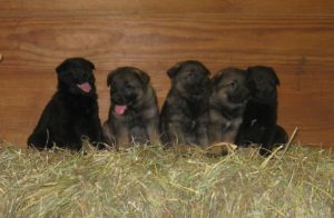 German Shepherd Puppies