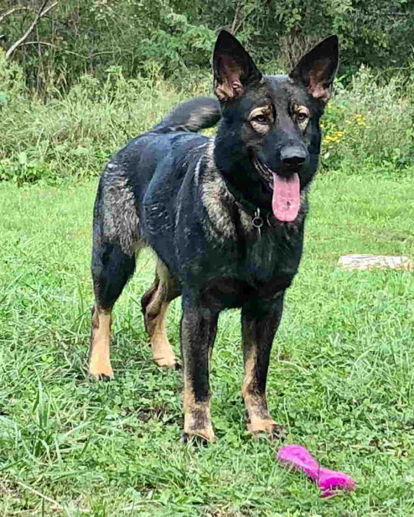 Females ⋆ Coldwater German Shepherds of North Carolina