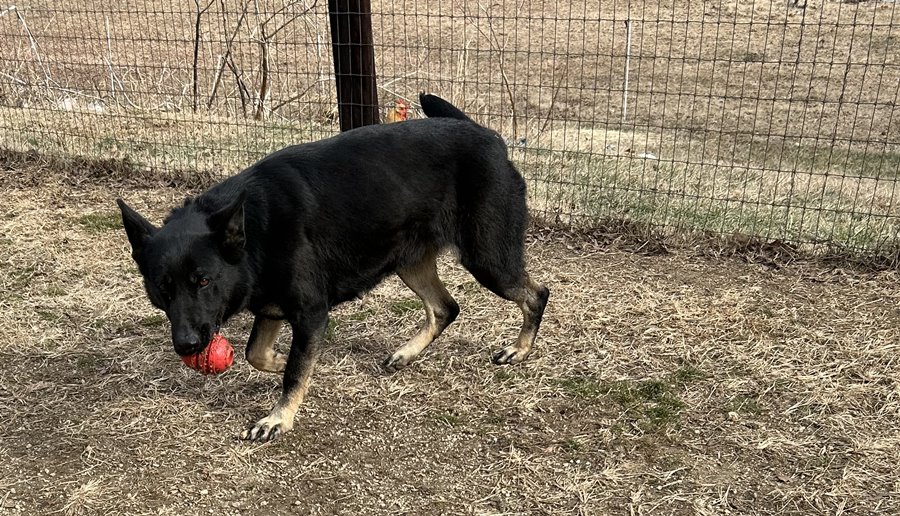 Image of Carla Playing Ball