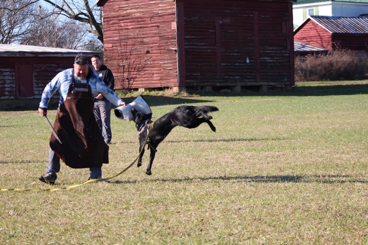 Image of Hauke's bite work, the launch