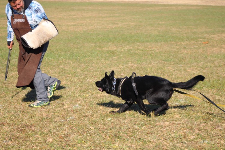 Image of Hauke's bite work, the chase