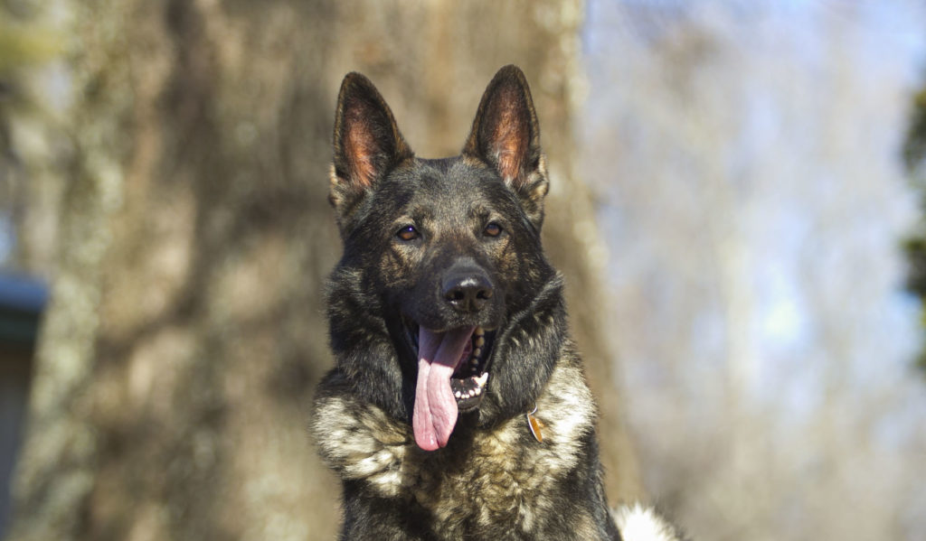 Grimm, the foundation sire of Coldwater German Shepherds