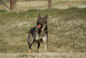 Gucci with her ball